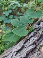 Schizocarpum palmeri