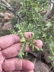 Pachycormus discolor