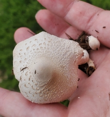 Leucocoprinus