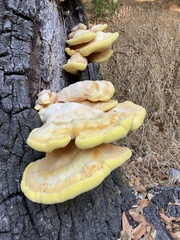 Laetiporus gilbertsonii