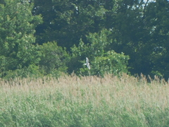 Leucophaeus atricilla