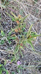 Asclepias mellodora