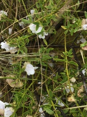 Prostanthera striatiflora