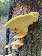 Laetiporus gilbertsonii
