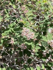 Euphorbia tomentulosa