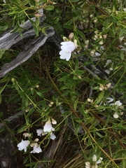 Prostanthera striatiflora