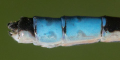 Enallagma praevarum
