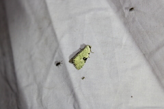 Leuconycta diphteroides