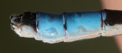 Enallagma praevarum