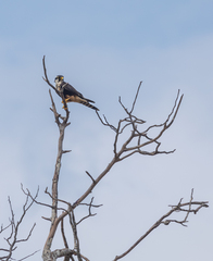 Falco femoralis