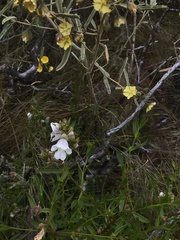 Prostanthera striatiflora