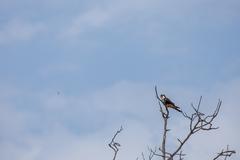 Falco femoralis