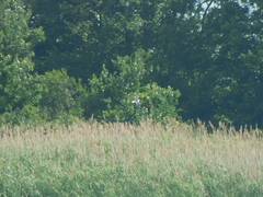 Leucophaeus atricilla