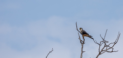 Falco femoralis