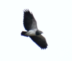 Geranoaetus melanoleucus