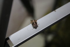 Euplexia benesimilis