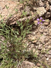 Fagonia laevis
