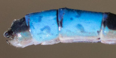 Enallagma praevarum
