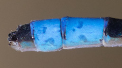 Enallagma praevarum