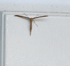 Emmelina