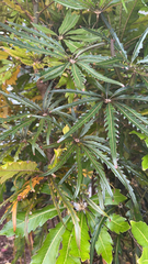 Araliaceae