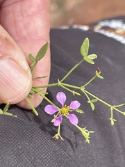 Fagonia laevis