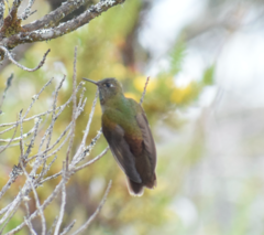 Chalcostigma heteropogon