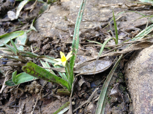 Hypoxis angustifolia image