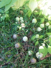 Physalis ixocarpa