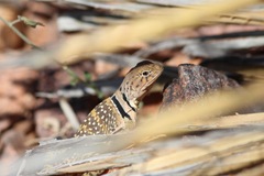 Crotaphytus collaris