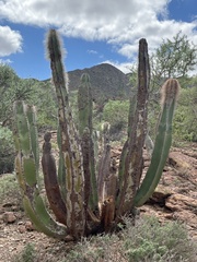 Lophocereus schottii