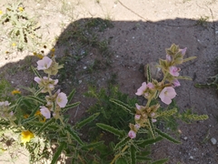 Sphaeralcea ambigua