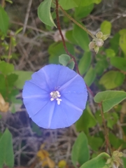 Jacquemontia abutiloides