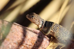Crotaphytus collaris