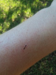 Pseudomyrmex ejectus