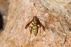 Polistes flavus