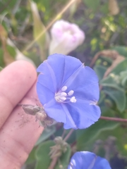 Jacquemontia abutiloides