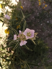Sphaeralcea ambigua
