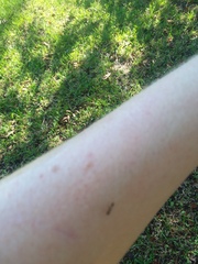 Pseudomyrmex ejectus