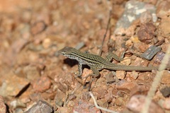 Aspidoscelis tesselatus