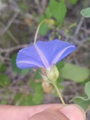 Jacquemontia abutiloides