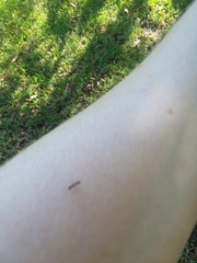 Pseudomyrmex ejectus