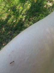 Pseudomyrmex ejectus