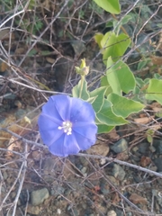 Jacquemontia abutiloides