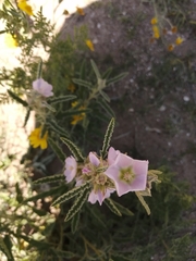 Sphaeralcea ambigua