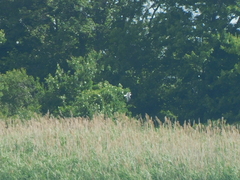 Leucophaeus atricilla