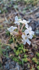 Glandularia platensis