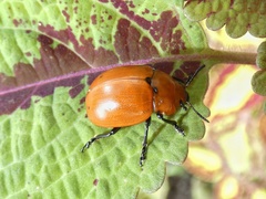 Leptinotarsa rubiginosa