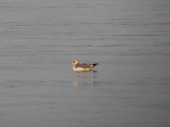 Larus californicus