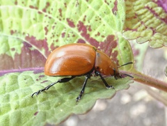 Leptinotarsa rubiginosa